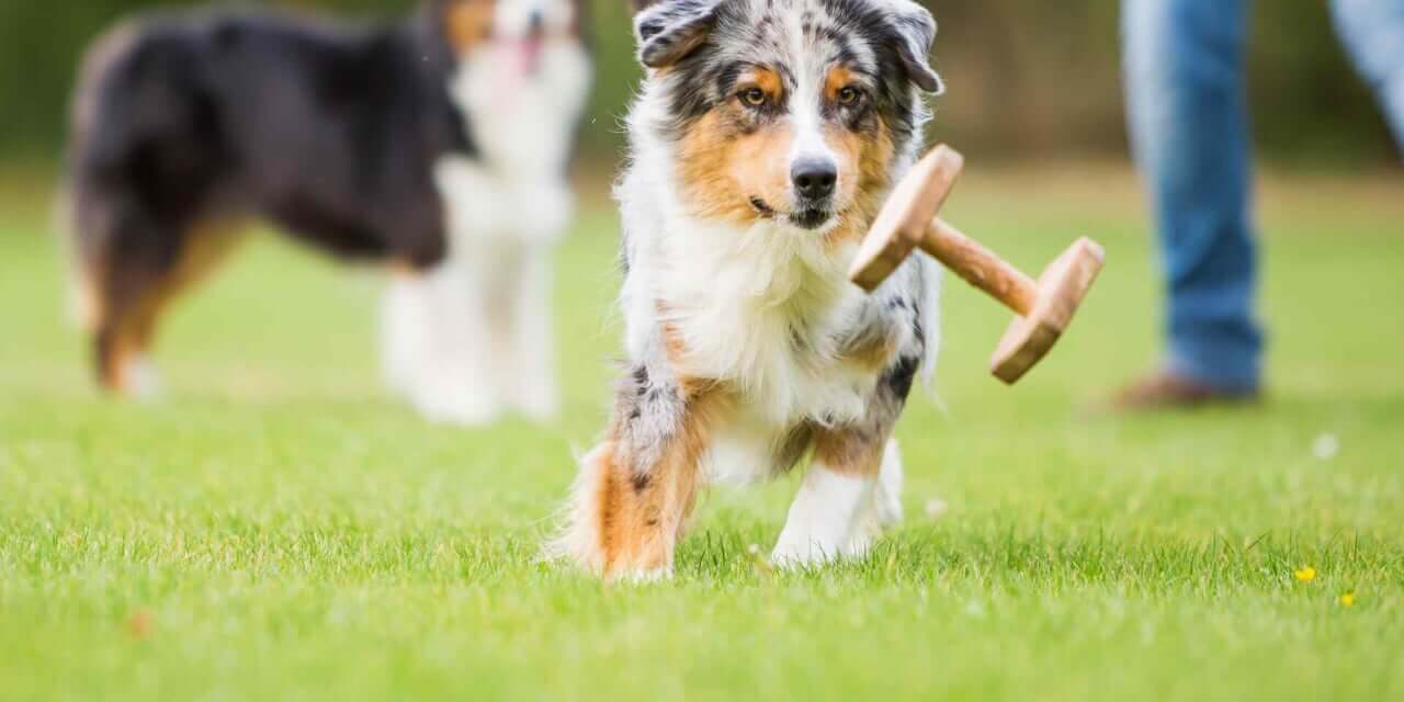 Biomeccanica del movimento canino e condroprotettori