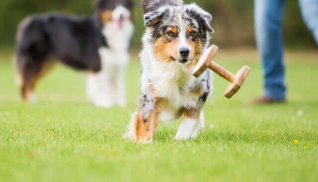 Biomeccanica del movimento canino e condroprotettori