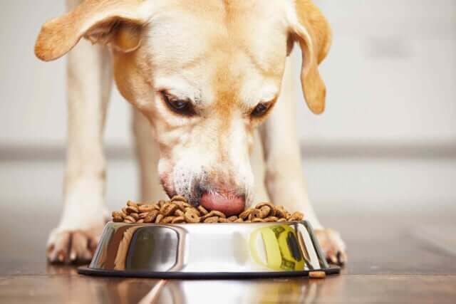 Disturbi Gastrointestinali nel cane