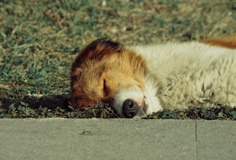 Fidomania Cucciolo che dorme